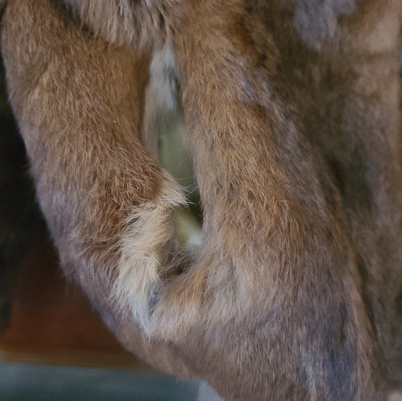 Real dyed rabbit fur bomber jacket (Dry cleaned with tags on) - Picture 2 of 12